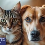 What is a Pet Psychic: